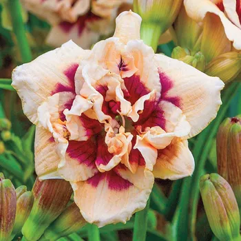 Hemerocallis - Denivka, Lacy Doilly