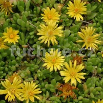 Delosperma- žluté, Kosmatec 3097