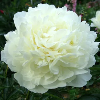 Paeonia 'Gardenia'- Pivoňka bílá 3161