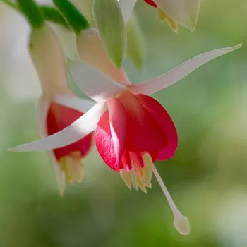 Louis Hasselmann Fuchsie 822