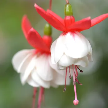 White Eyes Fuchsie 363