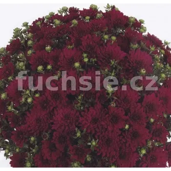 Chryzantéma Multiflora Marika - 3235