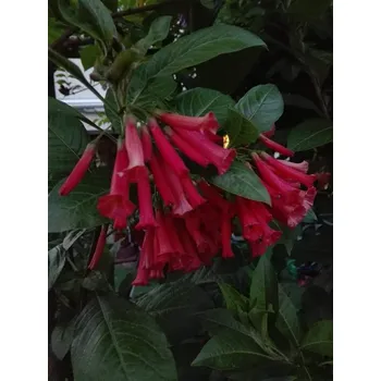 Acnistus Australis-červený - 157C