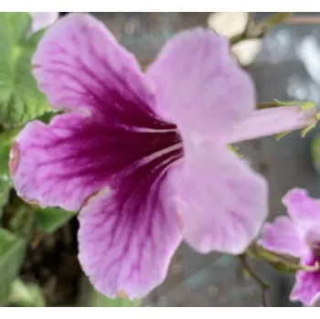 Streptocarpus- Tořivka, lila s tmavo fialovým okem - 027L