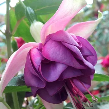 Jollies La Grande Provance 1095 F