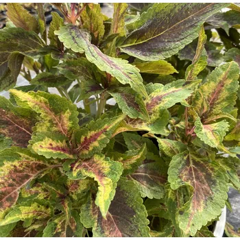 Coleus- Africká kopřiva Copa camba - 154 Z