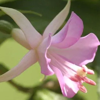 Summer Daffodil Fuchsie 1006 F