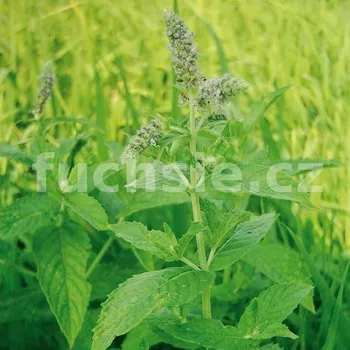 Máta peprná (Mentha Piperita) - 162