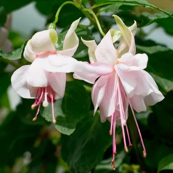 Cotton Candy Fuchsie 598