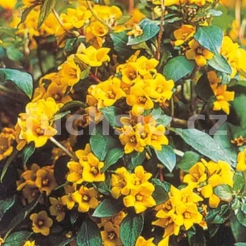 Lysimachia Lyssi - 064