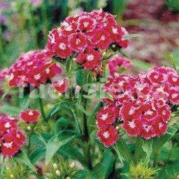 Karafiát (Dianthus Barbatus Swent Willi) 3091