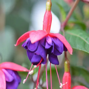General Monk Fuchsie 209 (Fuchsie vzpřímená)