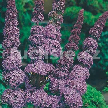 Buddleja Dav. Orchid Beauty, Komule, motýlí keř, letní šeřík - 1006