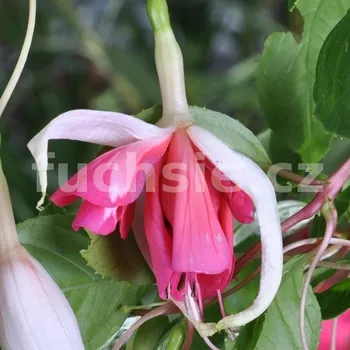 Liesbeth Fuchsie (Šl. Marcel Michiels, 2006)