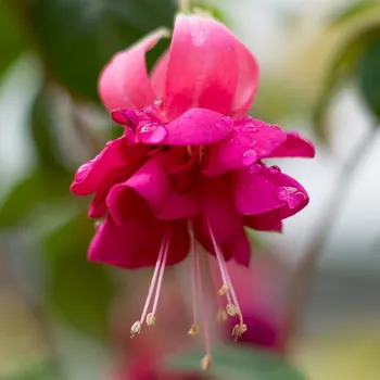 Jollies La Grande Corse 1091F