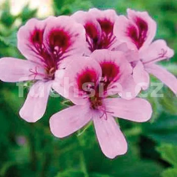 Pelargónie Orange Fizz - Muškát s vůní pomeranče - 1248