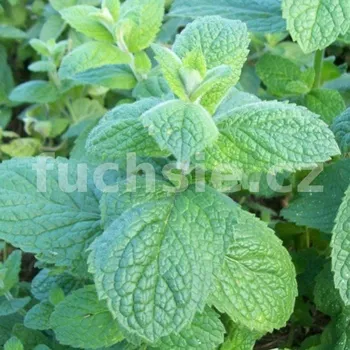 Máta jablečná - 162V