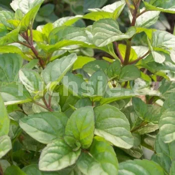 Máta pomerančová (Mentha x piperita, Granada) - 162P