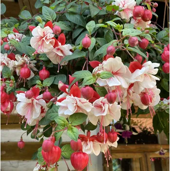 Swingtime Fuchsie (Tirer USA 1950) 212