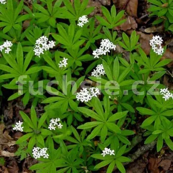 Mařinka vonná-Galium odoratum - 167G