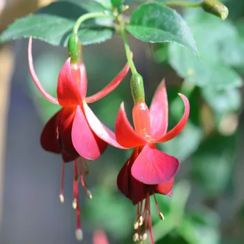 Caspar Hauser Fuchsie 351