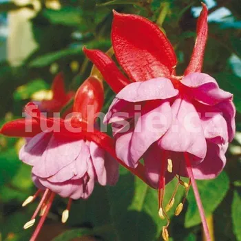 Amethyst Fuchsie (Tirer USA 1941) 310