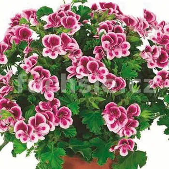 Randy Pelargónie - 1270