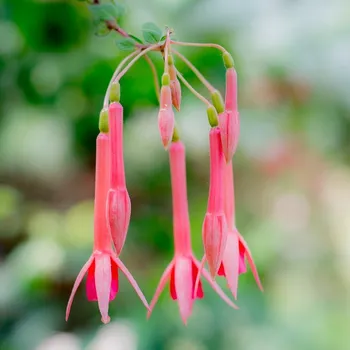 Trumpeter Fuchsie 357