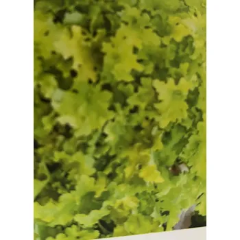 Heuchera (Dlužicha) World Caffe Lime Americano 3034 A
