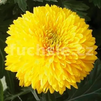 Chryzantéma Escort - 3202