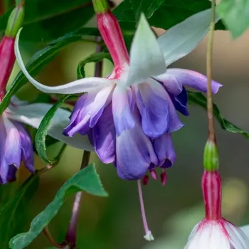 Rams Royal Fuchsie 662