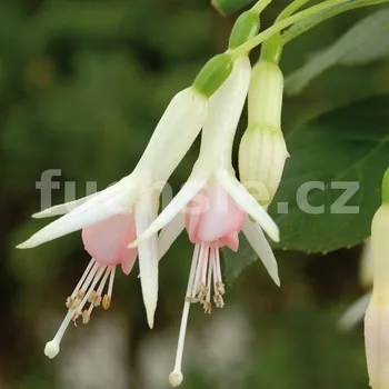 Mariana Kelly Fuchsie 642