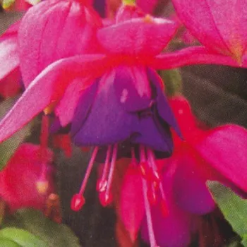 Leonita Rose-Violet 1161 F