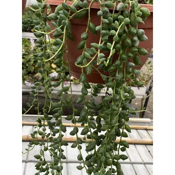 Starček (Senecio herreianus)