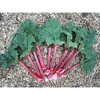 Reveň Kadeřavá- Rebarbora - 001