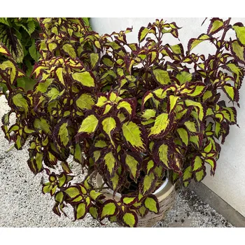 Coleus- Africká kopřiva-Copa Saturn - 154 G