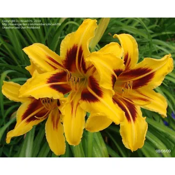 Hemerocallis Bonanza-Denivka žlutá vínový střed