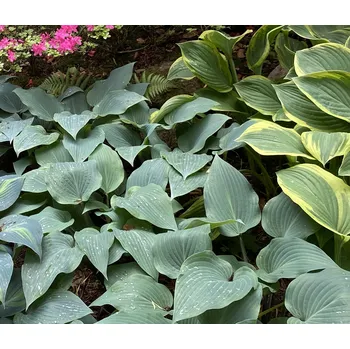 Bohyška, Hosta Diamond Lake 3156