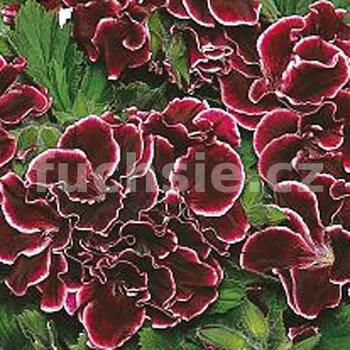 Pelargoni grandiflorum,Aristo Beauty, vzpřímený - 1286