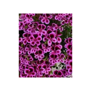 Pelargónie Angeleyes Blueberry - 1271