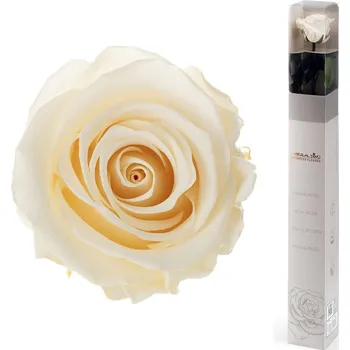 Dárková stabilizovaná růže - champagne (Dárkové balení, Champagne)
