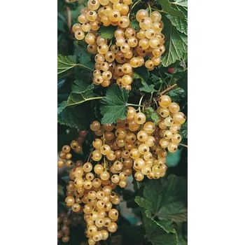 Sazenice Rybíz bílý - stromek