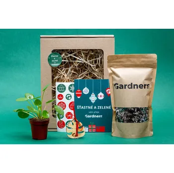 Bytová dekorace Gardners Vánoční dárková sada - Set Pilea peperomioides a substrát Chinese money plant, palačinková kytka