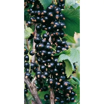 Sazenice Černý rybíz - stromek