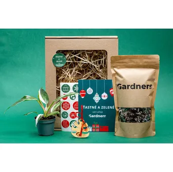 Bytová dekorace Gardners Vánoční dárková sada - Set Philodendron White Princess a substrát Filodendron