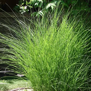 Sazenice Ozdobnice čínská Gracillimus 2L