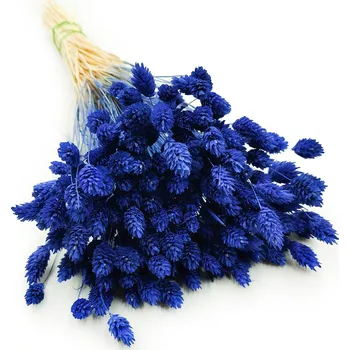 mech-mech.cz Sušený Phalaris - Modrý