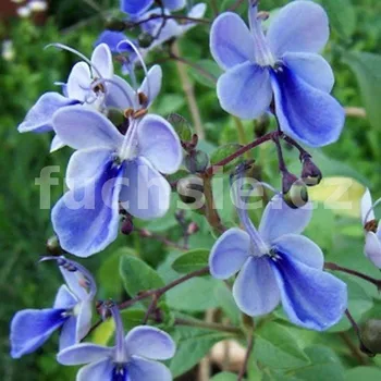 Klerodendron (Clorodendron ugandese) - 028K