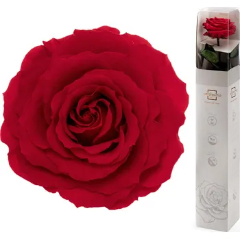 Dárková stabilizovaná růže premium - červená (Dárkové balení, Red, prémiová velikost květu)