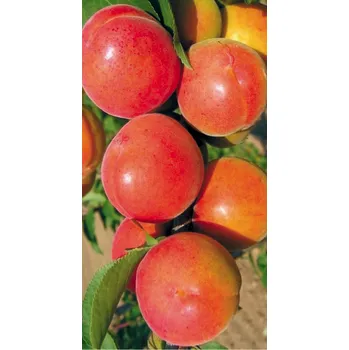 Sazenice Velkopavlovická meruňka